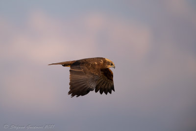Falco di palude ♀ (Circus aeruginosus) - Western Marsh Harrier