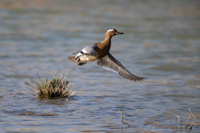 Marzaiola (Anas querquedula) - Garganey