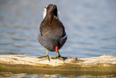 Gallinella d'acqua (Gallinula chloropus) - Common Moorhen	