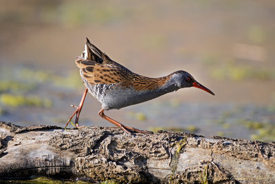 Porciglione (Rallus aquaticus) - Water rail
