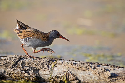 Porciglione (Rallus aquaticus) - Water rail