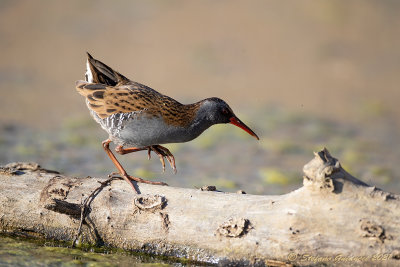 Porciglione (Rallus aquaticus) - Water rail