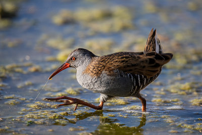 Porciglione (Rallus aquaticus) - Water rail