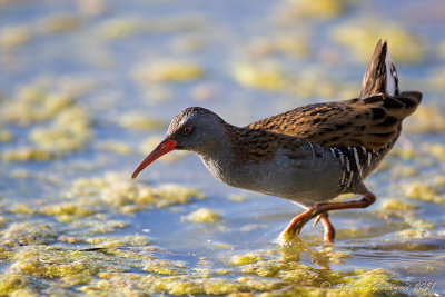 Porciglione (Rallus aquaticus) - Water rail