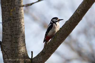 Picchio rosso maggiore (Dendrocopos major) - Great Spotted Woodpecker