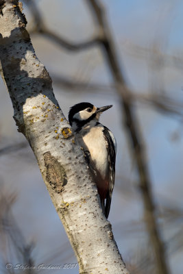 Picchio rosso maggiore (Dendrocopos major) - Great Spotted Woodpecker