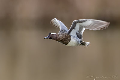 Marzaiola (Anas querquedula) - Garganey