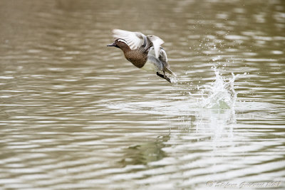 Marzaiola (Anas querquedula) - Garganey