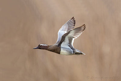 Marzaiola (Anas querquedula) - Garganey