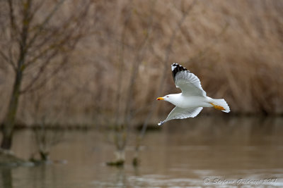 Gabbiano reale (Larus michahellis) - Yellow-legged Gull