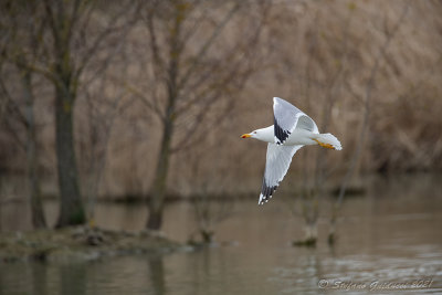 Gabbiano reale (Larus michahellis) - Yellow-legged Gull