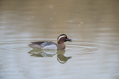 Marzaiola (Anas querquedula) - Garganey