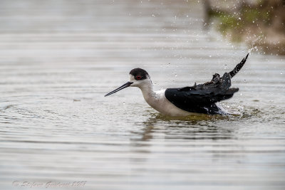 Cavaliere d'Italia (Himantopus himantopus) - Black-winged Stilt	