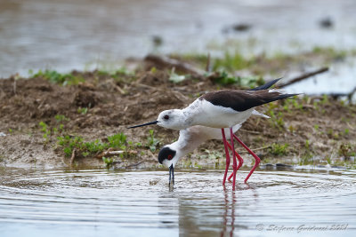 Cavaliere d'Italia (Himantopus himantopus) - Black-winged Stilt	