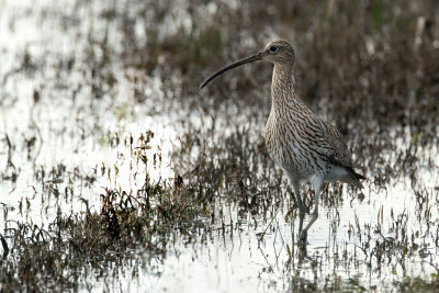 Chiurlo maggiore (Numenius arquata) - Eurasian Curlew