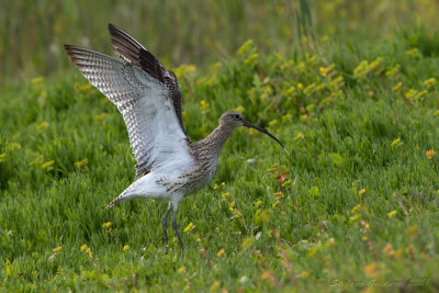 Chiurlo maggiore (Numenius arquata) - Eurasian Curlew