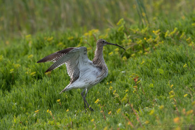 Chiurlo maggiore (Numenius arquata) - Eurasian Curlew