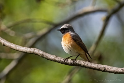 Codirosso ♂ (Phoenicurus phoenicurus) - Common Redstart
