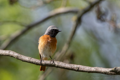 Codirosso ♂ (Phoenicurus phoenicurus) - Common Redstart