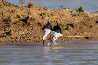 Cavaliere d'Italia (Himantopus himantopus) - Black-winged Stilt	