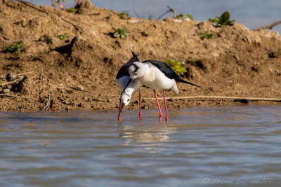 Cavaliere d'Italia (Himantopus himantopus) - Black-winged Stilt	