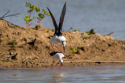 Cavaliere d'Italia (Himantopus himantopus) - Black-winged Stilt	