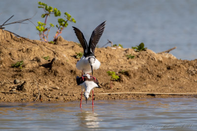 Cavaliere d'Italia (Himantopus himantopus) - Black-winged Stilt	