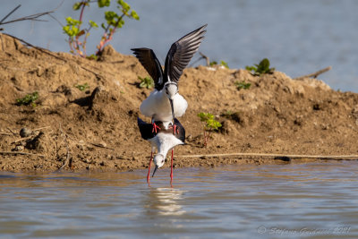 Cavaliere d'Italia (Himantopus himantopus) - Black-winged Stilt	