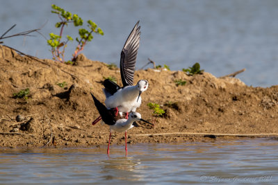 Cavaliere d'Italia (Himantopus himantopus) - Black-winged Stilt	