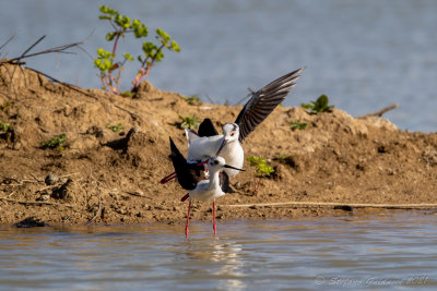 Cavaliere d'Italia (Himantopus himantopus) - Black-winged Stilt	