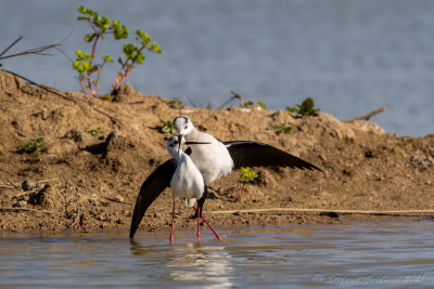 Cavaliere d'Italia (Himantopus himantopus) - Black-winged Stilt	