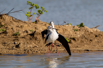 Cavaliere d'Italia (Himantopus himantopus) - Black-winged Stilt	