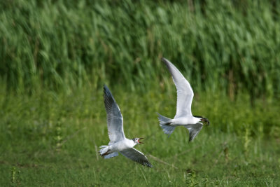 Sterna zampenere (Sterna nilotica) - Gull-billed Tern