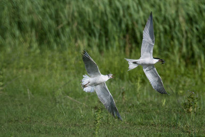 Sterna zampenere (Sterna nilotica) - Gull-billed Tern