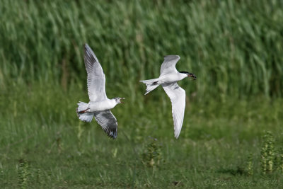Sterna zampenere (Sterna nilotica) - Gull-billed Tern