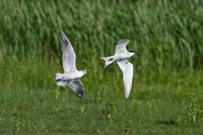 Sterna zampenere (Sterna nilotica) - Gull-billed Tern