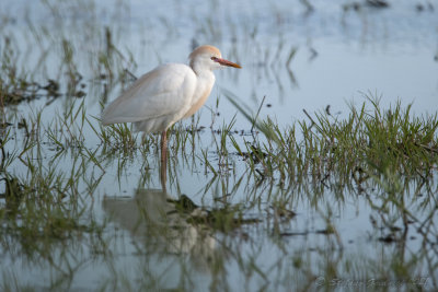 Airone guardabuoi (Bubulcus ibis) - Cattle Egret