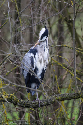 Airone cenerino (Ardea cinerea) - Grey Heron
