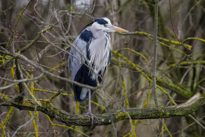 Airone cenerino (Ardea cinerea) - Grey Heron