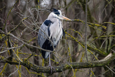 Airone cenerino (Ardea cinerea) - Grey Heron