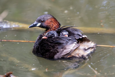 Tuffetto (Tachybaptus ruficollis) - Little Grebe	