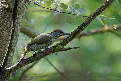 Picchio verde (Picus viridis) - Green Woodpecker	