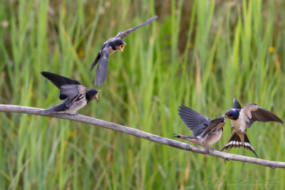 Rondine (Hirundo rustica) - Barn Swallow