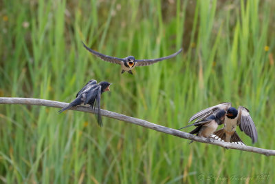 Rondine (Hirundo rustica) - Barn Swallow