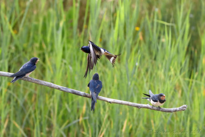 Rondine (Hirundo rustica) - Barn Swallow