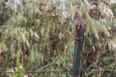 Cuculo (Cuculus canorus) - Common Cuckoo