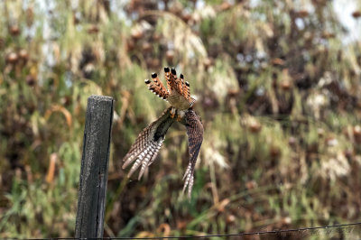 Cuculo (Cuculus canorus) - Common Cuckoo