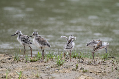 Cavaliere d'Italia (Himantopus himantopus) - Black-winged Stilt	