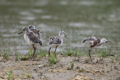 Cavaliere d'Italia (Himantopus himantopus) - Black-winged Stilt	