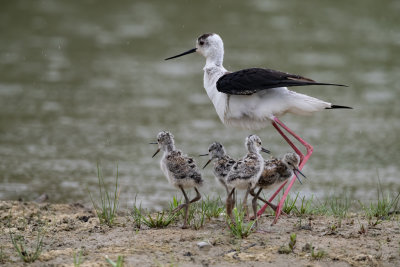 Cavaliere d'Italia (Himantopus himantopus) - Black-winged Stilt	